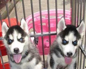 烟台哈士奇最新爆料,揭秘明星宠物的日常生活